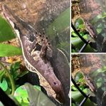 Ögonfransgecko. Hane. Full Pin Harlequin. Dal. 