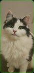 Norsk skogkatt blandning 