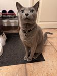 Russian Blue