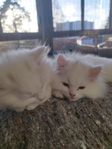 kattungar 
