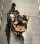 Yorkshireterrier valp / Martin 