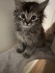 kattunge 