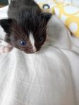 kattunge