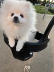 Busig Pomeranian söker nytt boende 