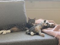2 katter 