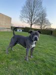 American Bully Standard