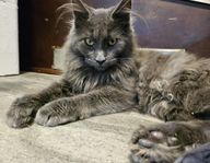 Maine Coon tjejer 
