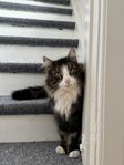 Omplacering katter 