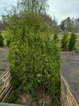Thuja Brabant 2m