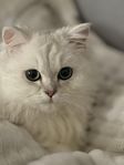 katten 