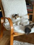 Katt söker nytt hem