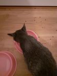 katt