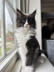 Maine coon kattunge 