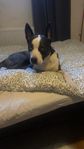 Yatzy - Husky/ bully mix Akut