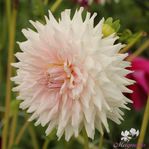 Dahlia KA'S Claud knöl  med fint skott