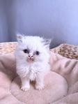 Ragdoll/ Helig birma 
