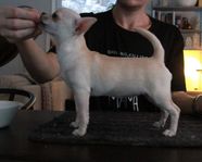 SKK-reg. Korthårig Chihuahua tik 7m