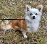 Långhårig Chihuahua hane med stamtavla och är hälsotesta