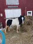Trevlig b-ponny 