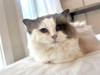 Ragdoll letar nytt hem! 