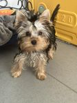 yorkshireterrier  reg SKK 