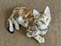 Kattunge halv Mainecoon 