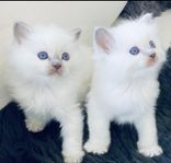 RAGDOLL KATTUNGAR 