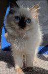 Ragdoll kattunge 