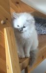 Kattunge Ragdoll flicka 