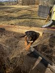 Fodervärd sökes till två fantastiska rottweiler valpar