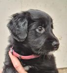 Border collie/retriever valpar