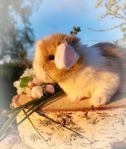 Kaninungar minilop dvärgvädur