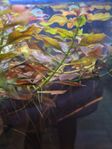 Ludwigia repens ’rubin’ 