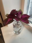 China Rose Palettblad stickling