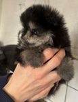  Pomeranian Hanvalp!