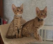 Ocicat kattungar 11 veckor