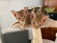 Ocicat kattungar 10 veckor