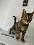 Katt