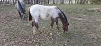 Appaloosa Hingst