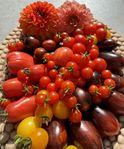 Tomater Tomatplantor 