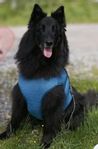 Kylväst hund