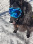 Rex Specs Skyddsglasögon