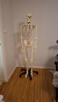 Anatomiskt skelett säljes. 181cm från Tectake.