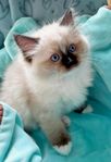 Ragdoll, kattungar 