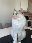 Katt Ragdoll hona