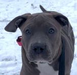 American Bully XL XXL