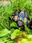 Grekisk landsköldpadda (Testudo hermanni)