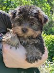 Yorkshireterrier valp   SKK-reg