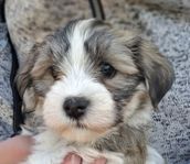 Bichon Havanais valpar Reg. SKK