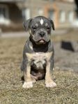 American Bully Classic/standard valp 